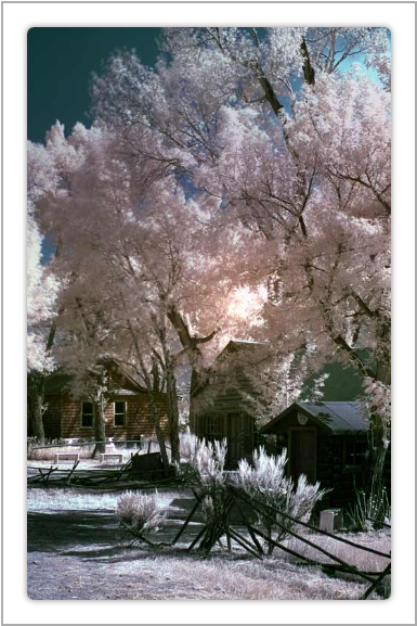 Finally, The App Element Provides The Prototypes' Main - Sabal Palmetto (1200x576), Png Download