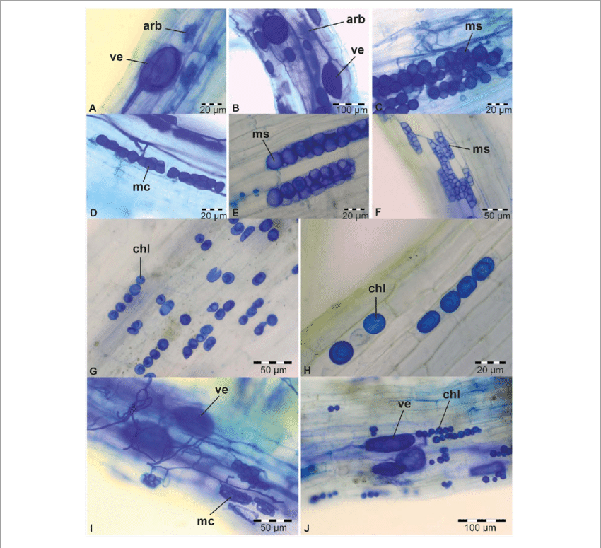 Download - .org (850x775), Png Download