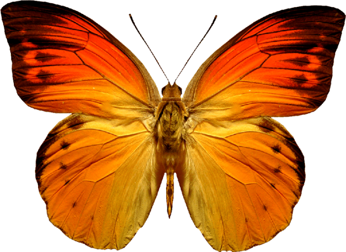 Orange Butterfly Png (500x364), Png Download