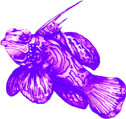 Watercolor Fish Watercolor Illustration - Mandarin Fish Art (570x456), Png Download