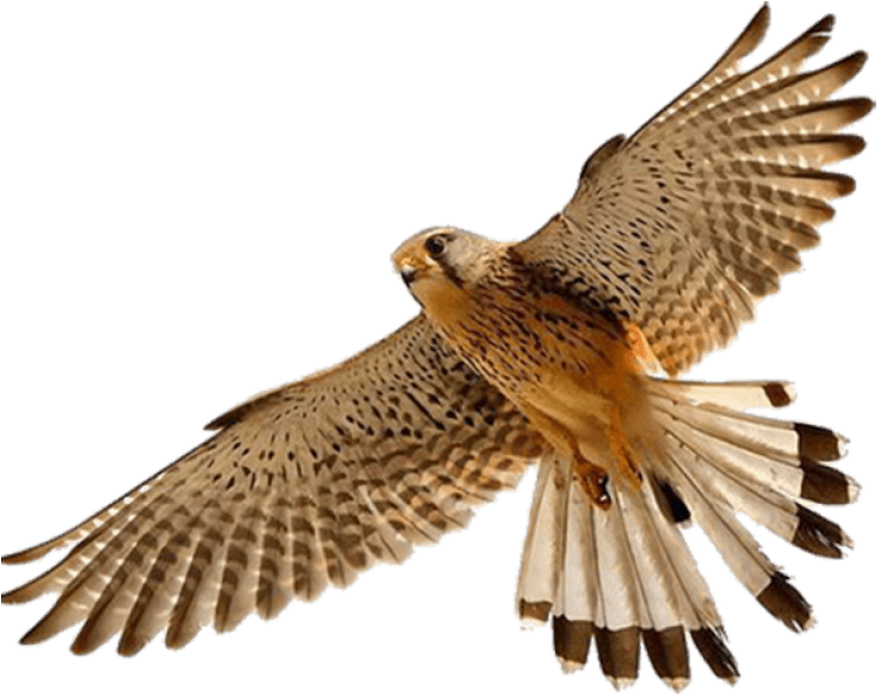 Download Png Image Report - Falcon .png (700x525), Png Download