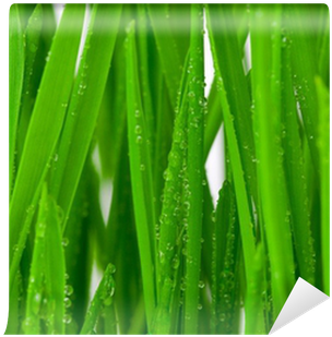 Dew (400x400), Png Download