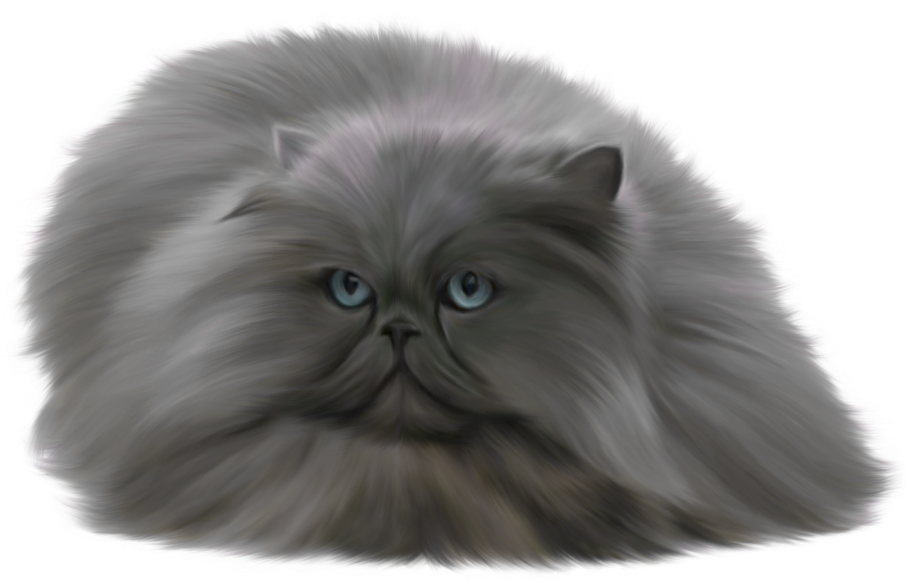 Grey Cat Png Clip Art - Ragdoll Norwegian Forest Cat (1280x823), Png Download