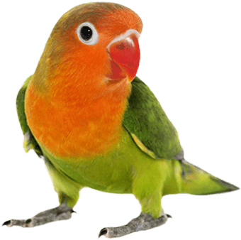 Pet Bird Products - Love Birds Png Hd (450x350), Png Download