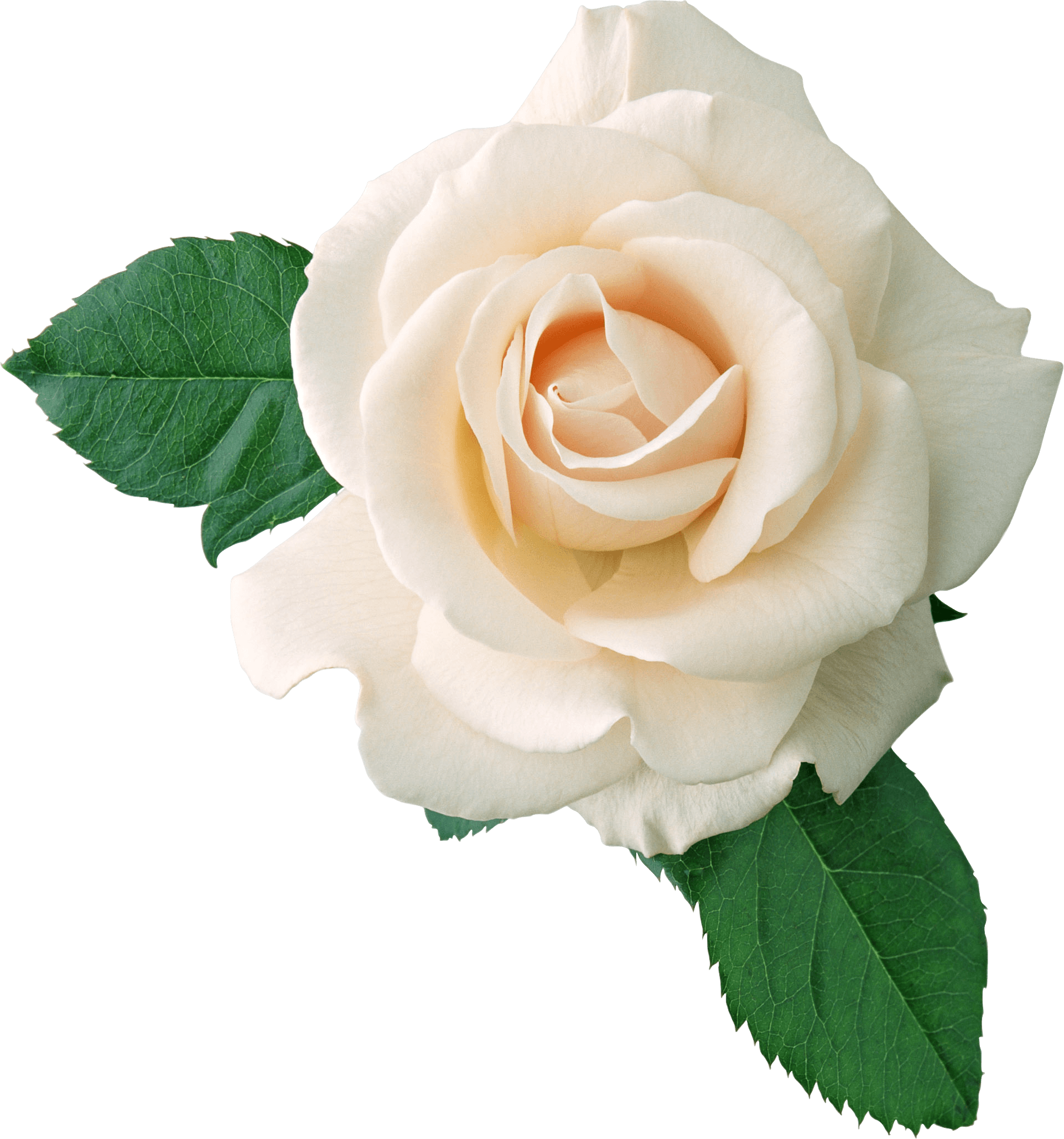 White Rose On Leaves - White Rose Png (1923x2059), Png Download