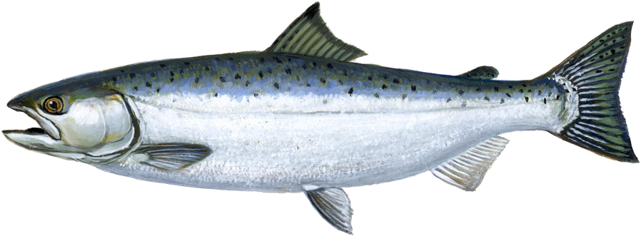 Salmon Fish Png - Adult Coho Salmon (1000x375), Png Download