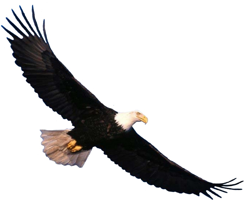 Png Images - Eagle - Eagle Png (1024x832), Png Download