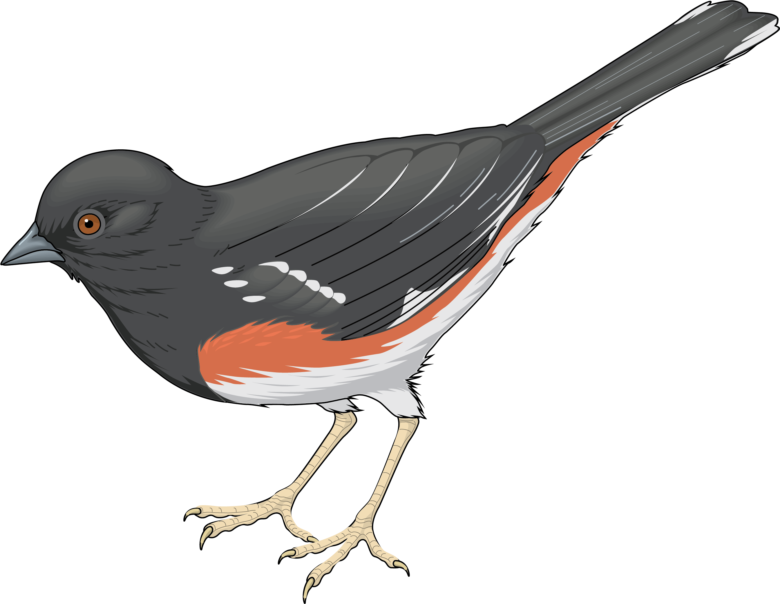 Grey Bird Png Clipart - Seed Eating Bird Clipart (2748x2115), Png Download
