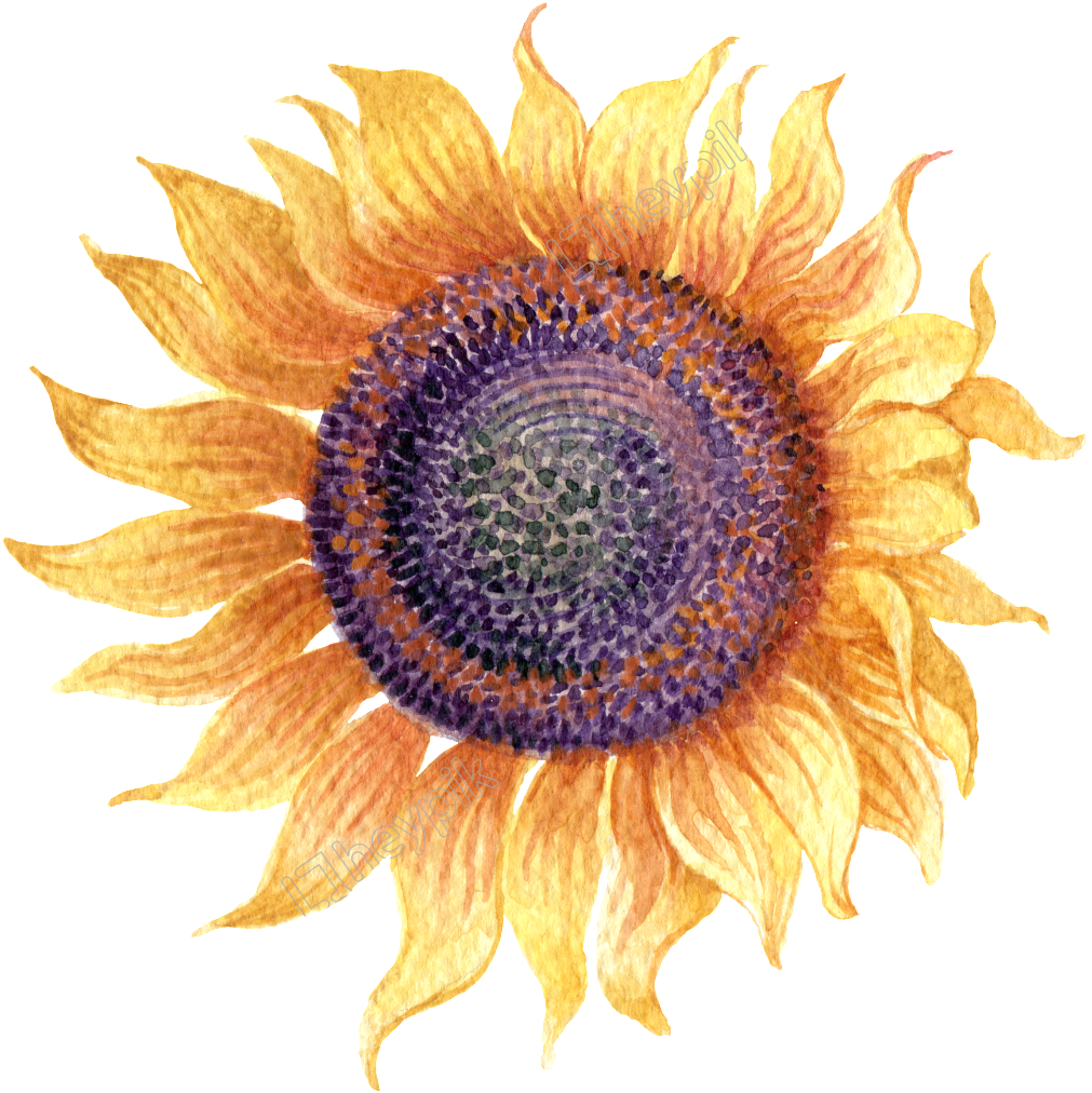 Watercolor Graffiti To Sunflower Transparent - Transparent Background Sunflower Png Free (1024x1026), Png Download