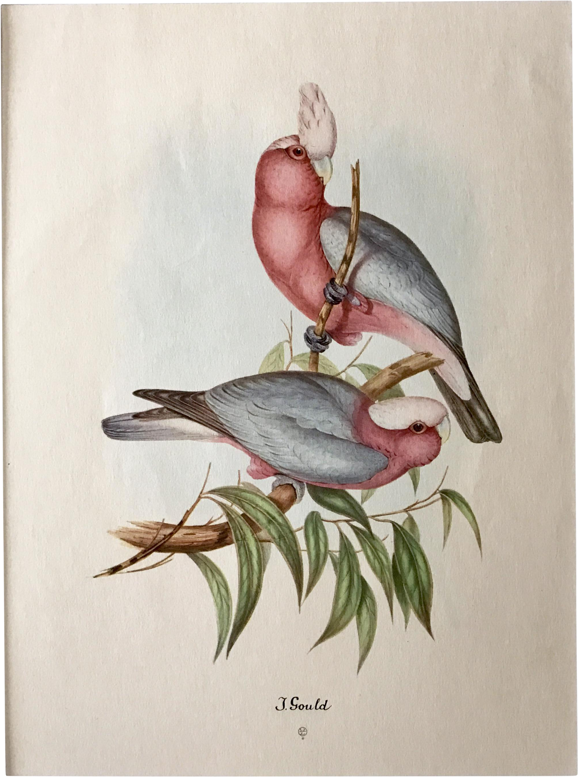 Banner Free Stock Cockatoo Drawing Watercolor - J Gould Bird Prints (2814x3734), Png Download