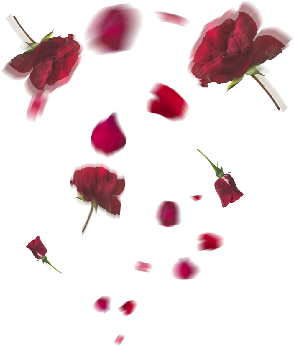 Download Floating Flower Crop Png - Rosasn Png - HD Transparent PNG ...