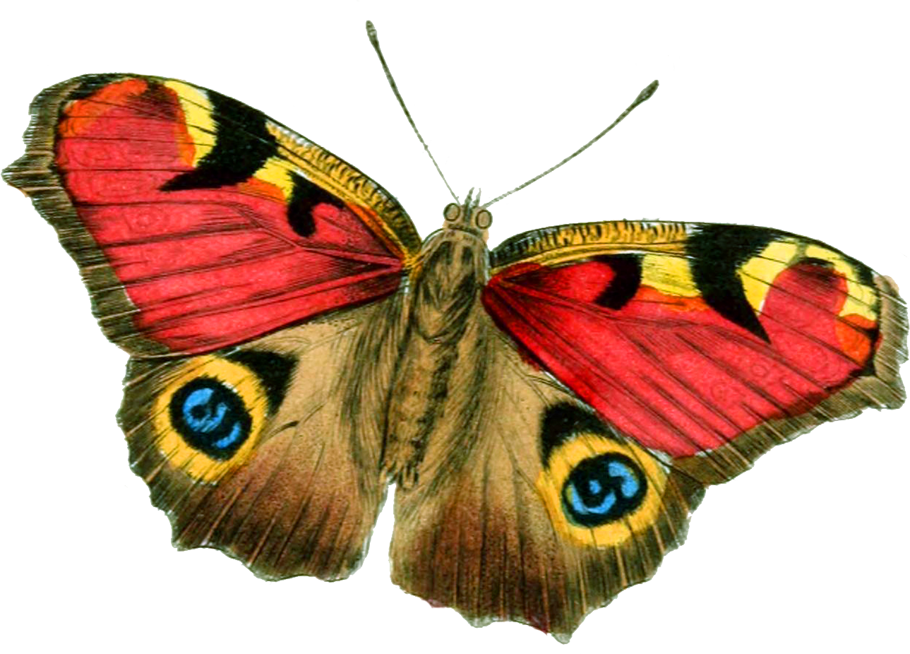 Butterfly Vintage Png (1289x926), Png Download