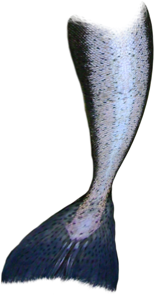 Mermaid Tail - Transparent Mermaid Tail Png (900x1200), Png Download
