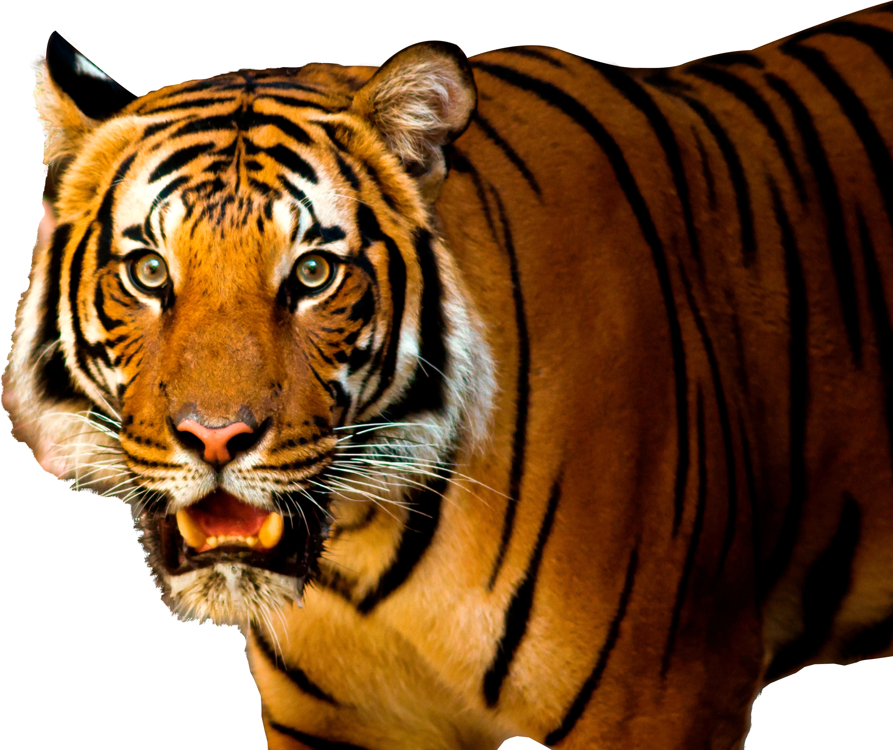 Transparent Background Tiger Png (3000x2506), Png Download