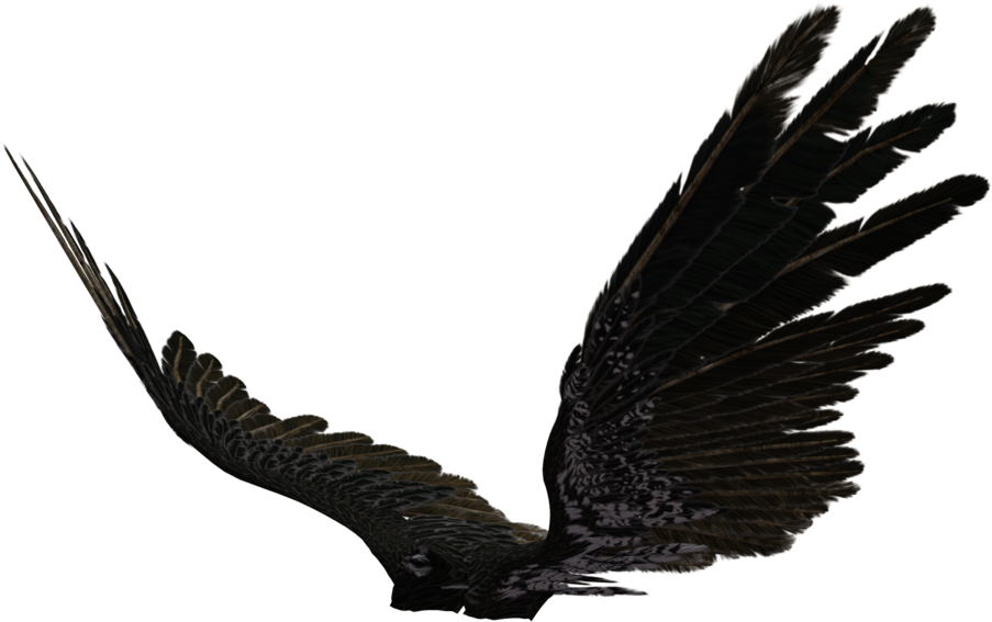 Dark Angel Wings Png - Black Angel Wings Side View (1024x673), Png Download
