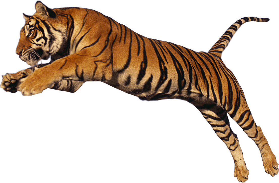 Animals - Tigers - Big Cats Jumping Png (1600x1000), Png Download