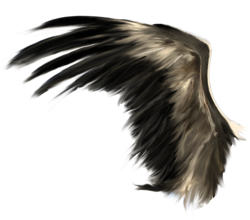 Wings Png - Flying Wings Png (900x900), Png Download