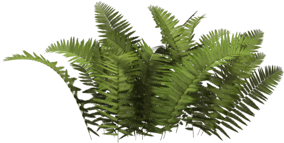 Plants Png Hd - Plant Png (1024x639), Png Download