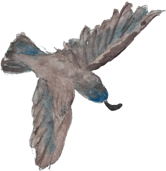 Flyingquail (1000x1000), Png Download