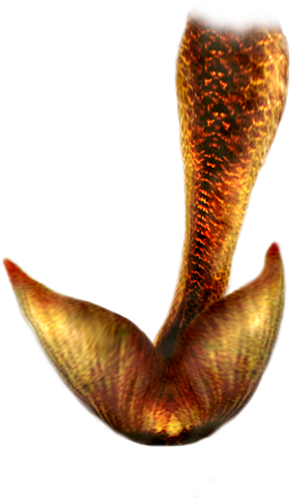 Mermaid Tail Png Hd - Real Mermaid Tail Png (730x1095), Png Download