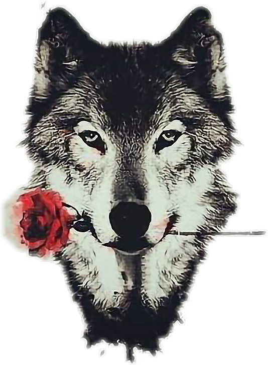 Wolf Png Tumblr - Gray Wolf Greeting Card (534x726), Png Download