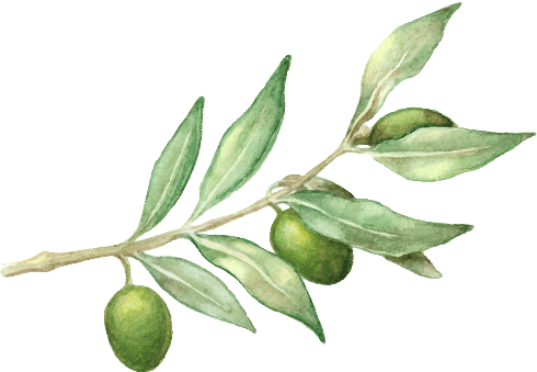 Leaf Extract Island Nutrition - Olive Branches Png Watercolor (490x339), Png Download