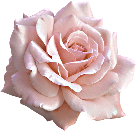 Large Light Pink Rose Png Clipart Ilrations And Prints - Pink Rose Png (600x576), Png Download