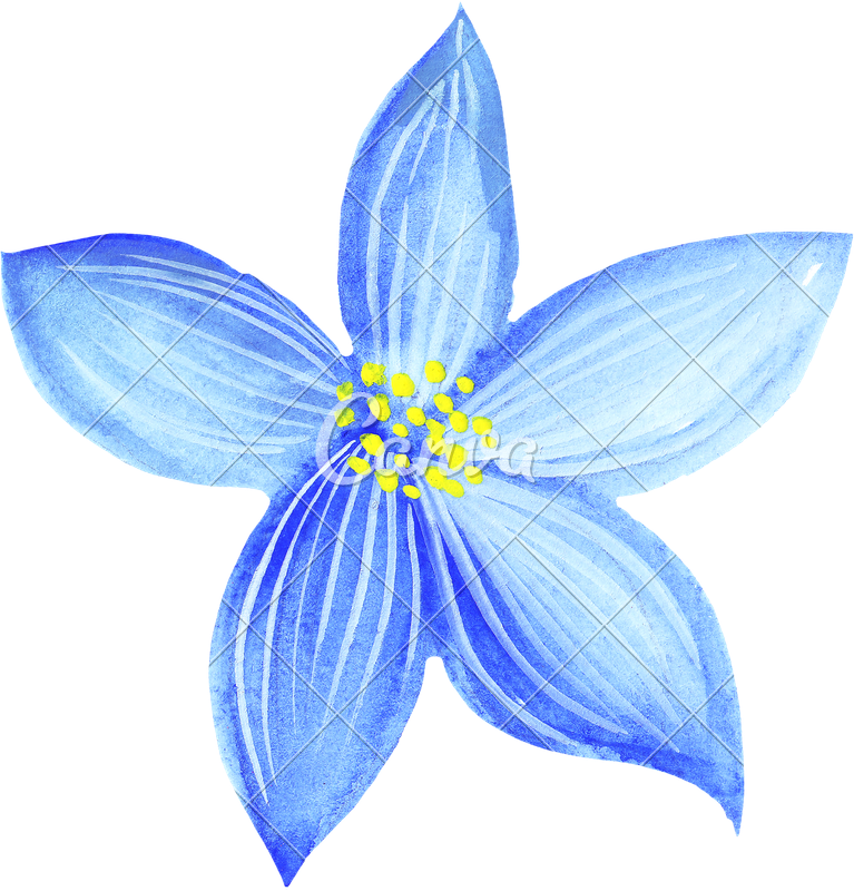 Image Free Stock Drawing On Watercolor - Flower Watercolor Pencil Drawings (767x800), Png Download