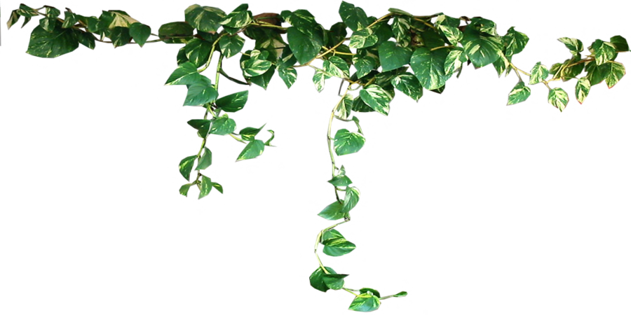 Free Png Plants Png Images Transparent - Transparent Plants (850x425), Png Download