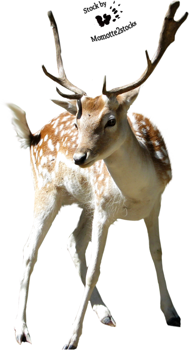 Christmas Deer Png - Cut Out Stock Png (683x1171), Png Download