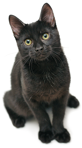 Resources - Black Cat Png (470x600), Png Download