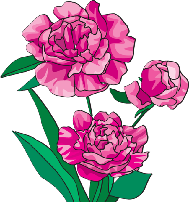 Similar Cliparts - - Peony Clip Art (563x600), Png Download
