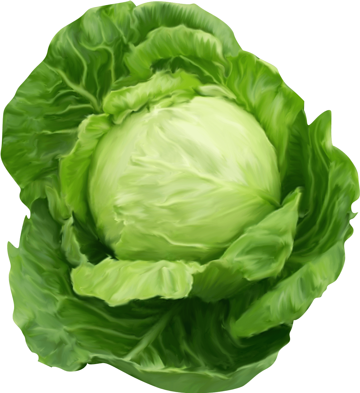 Lettuce Clipart Healthy Food - Cabbage Png (1232x1344), Png Download