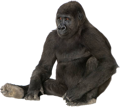 Littlegifts Gorilla Key Chain (612x612), Png Download