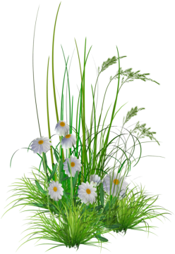 Png Garden Flowers - Flowers Png Images Hd (400x405), Png Download