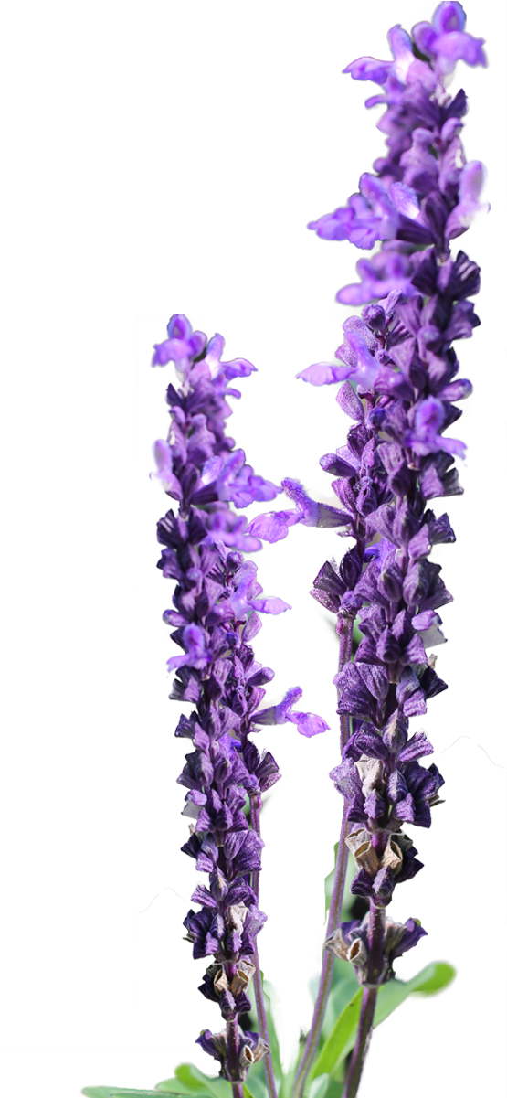 Download Hd Lavender Flower Clip Art Savingourboys Lavender Flower Png Free Transparent Png Image Nicepng Com