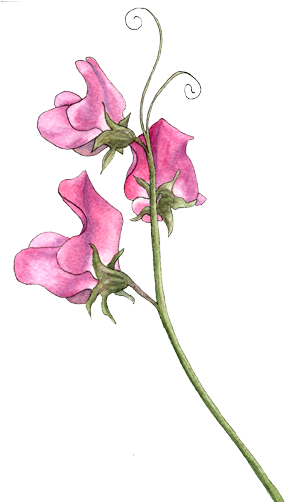 Sweet Pea - Watercolor Sweet Pea Flower (300x501), Png Download