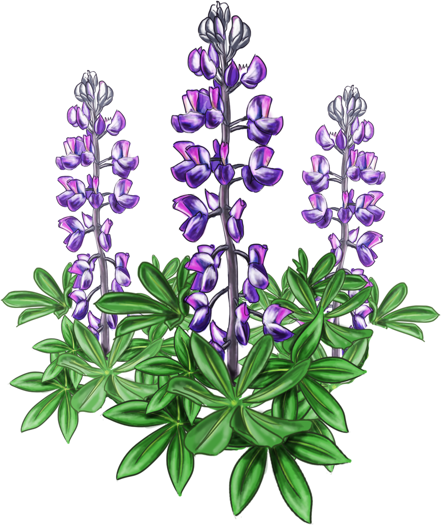 Lupine Bluebonnet Alaska Plant - Lupine Flower Png (1234x1210), Png Download