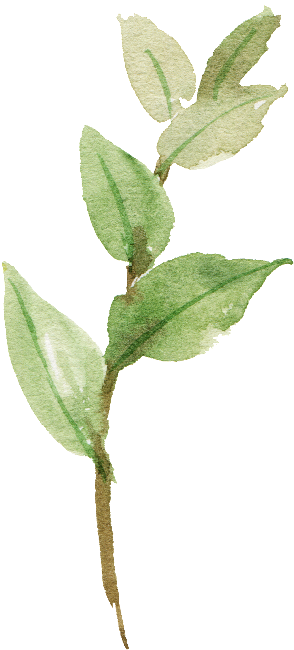 Watercolor Hand-painted Leaf Material - Portable Network Graphics (1024x2266), Png Download