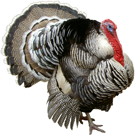 Local Turkey (447x447), Png Download