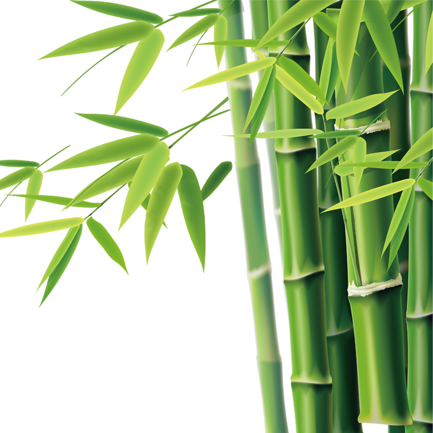 Bamboo Clipart (1417x1417), Png Download