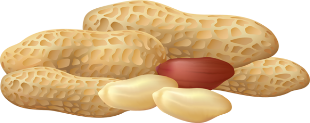 Banner Library Peanut Clipart - Clipart Picture Of Peanut (638x253), Png Download