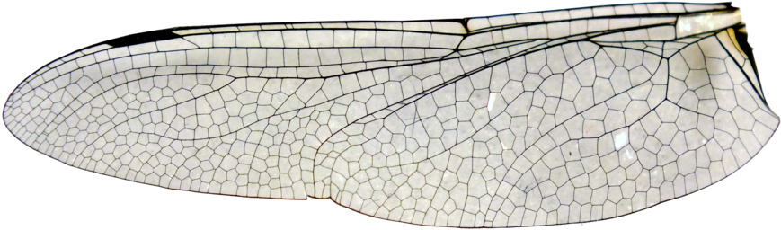 Large Dragonfly Wing Stock - Insect Wing Png Transparent (900x278), Png Download