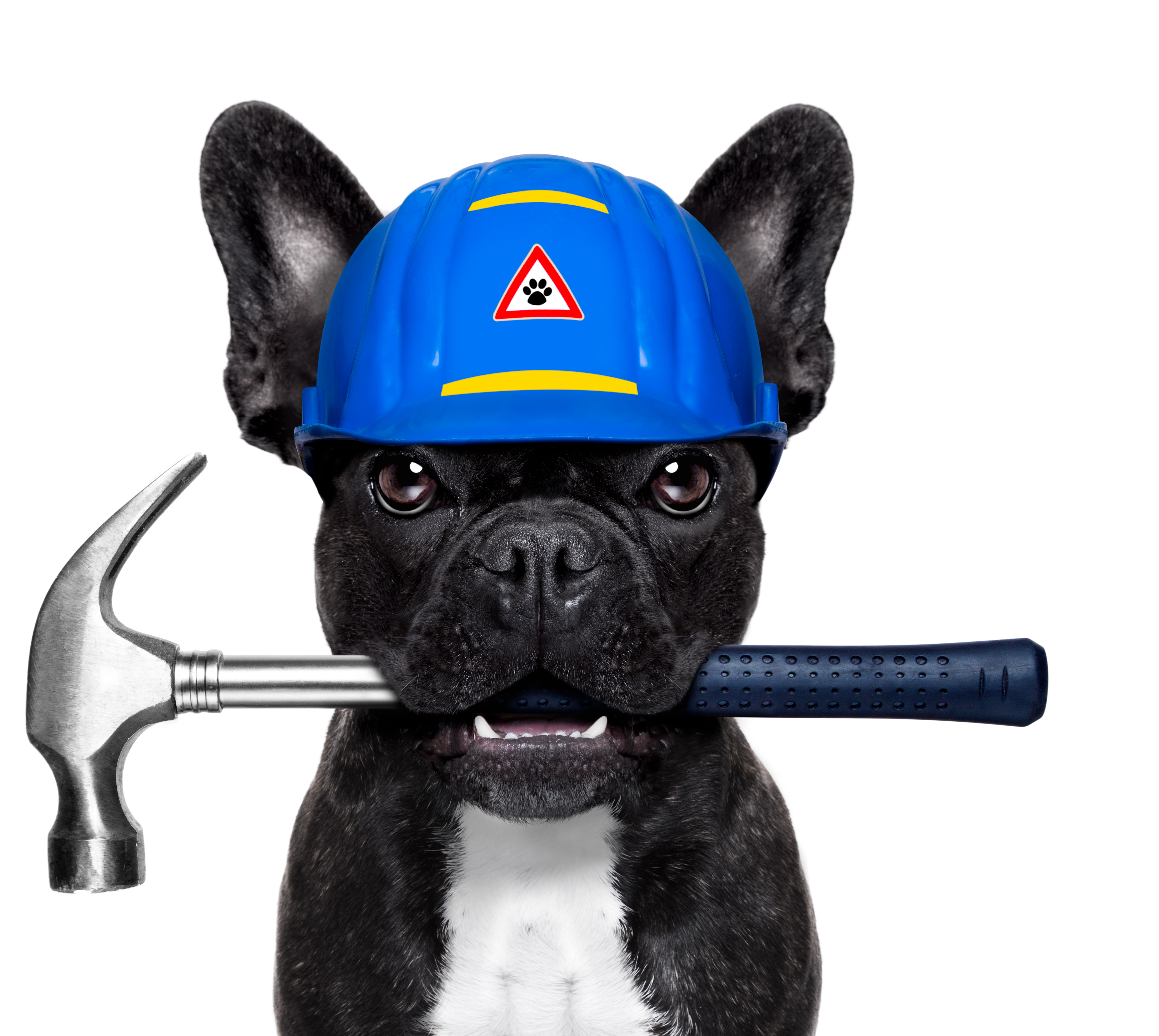 French Bulldog Dog Daze Industrial Plumbing Stock Photography - Dog With Paint Brush (6529x4353), Png Download