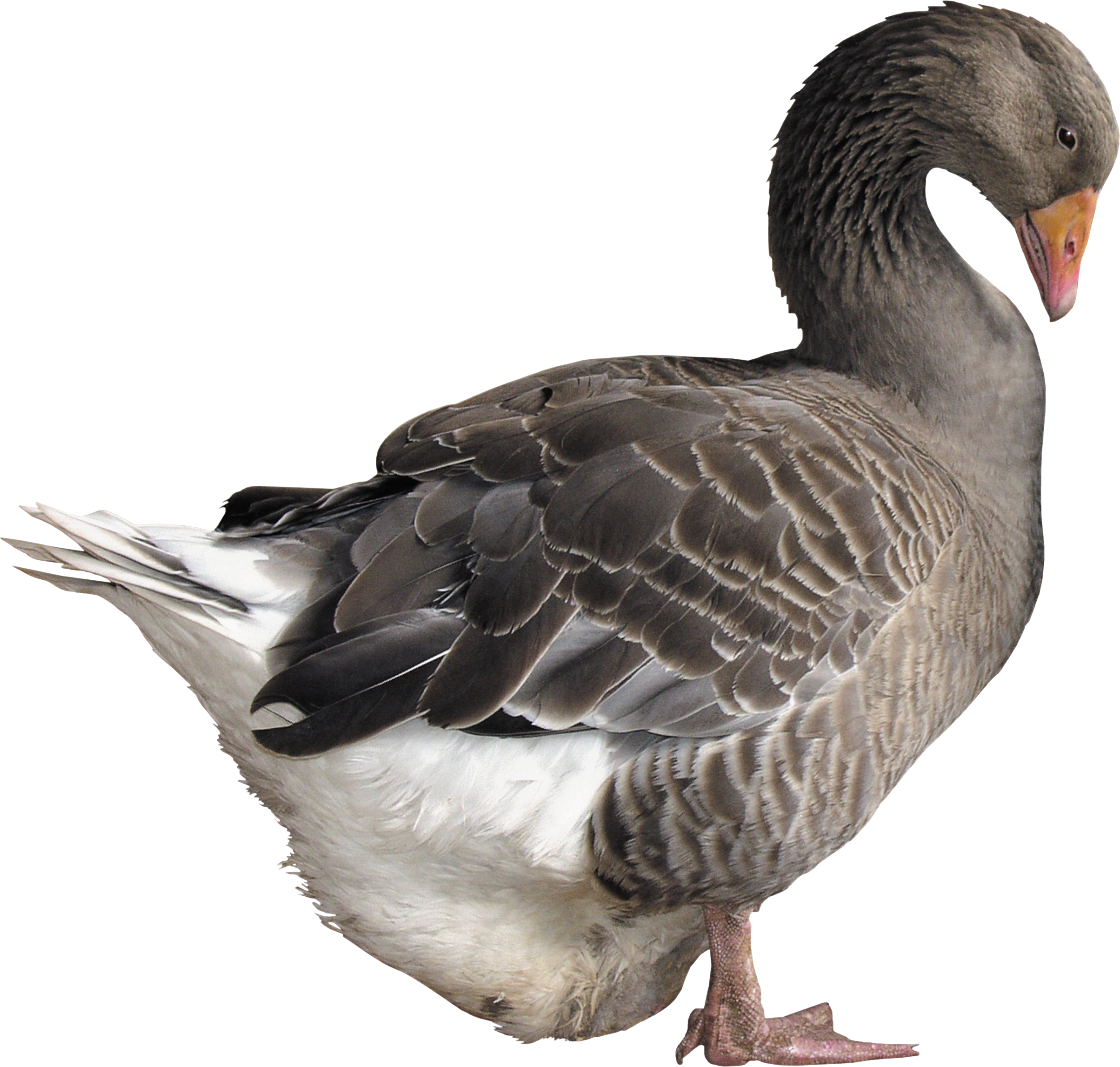 Goose Png (2408x2293), Png Download