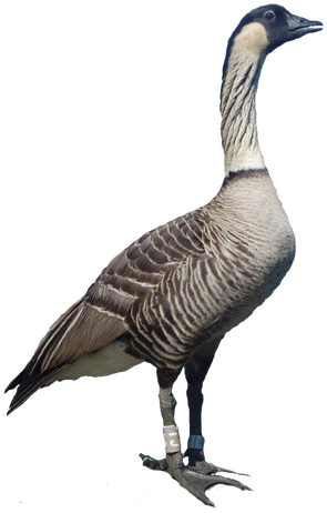 Picture - Hawaiian Nene Goose Png (295x462), Png Download