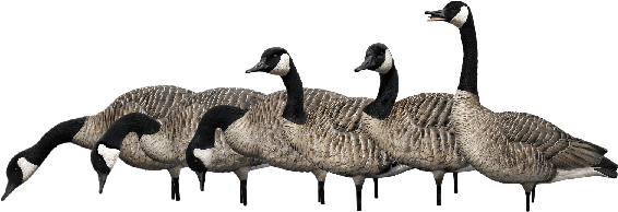 Fusion Pack - Canada Goose (600x300), Png Download