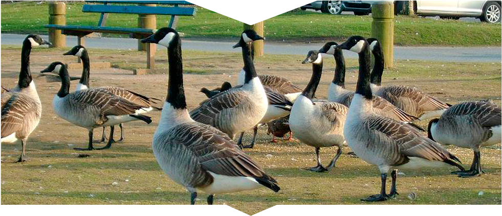 A Gaggle Of Geese - Canada Goose (980x538), Png Download