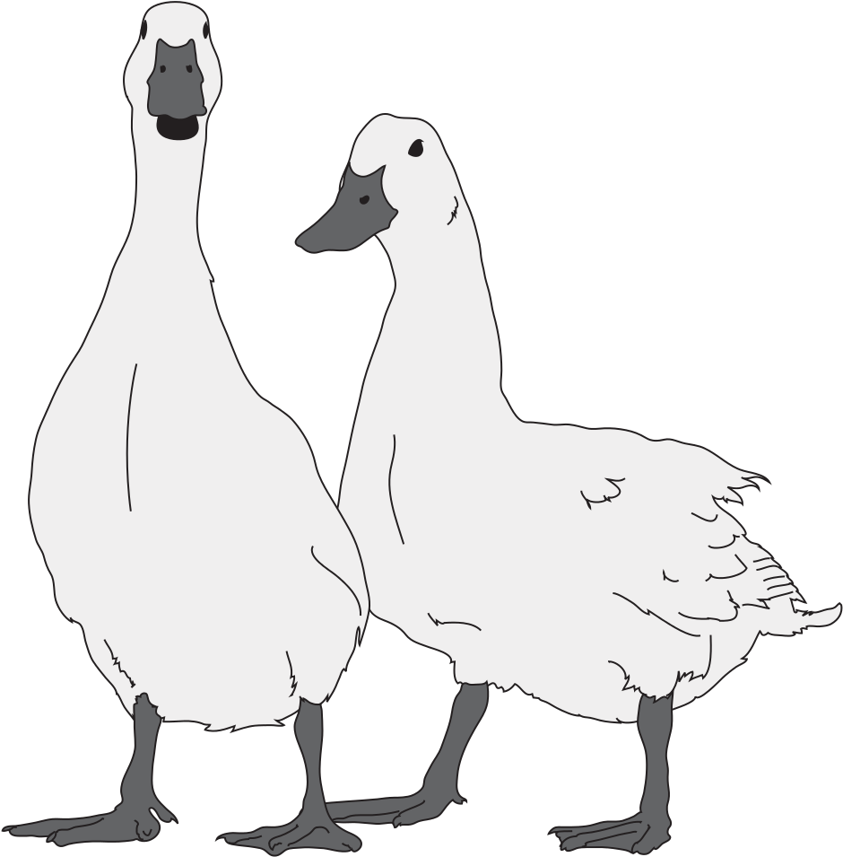 Goose Bw - Geese Drawing (994x1024), Png Download