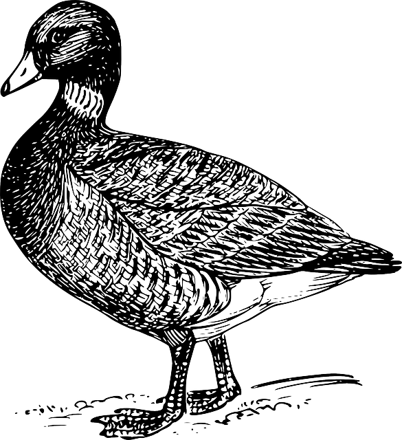 Drawing, Bird, Wings, Goose, Feathers, Brant - Pato Em Preto E Branco (585x640), Png Download